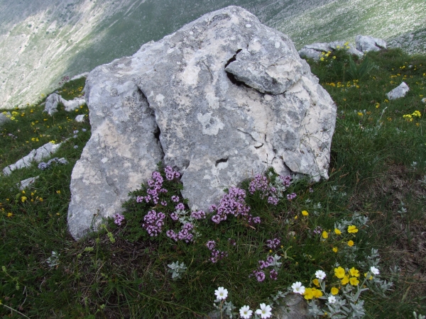 Thymus praecox?